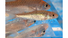 Load image into Gallery viewer, Red Mahseer (Tor sinensis)
