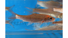 Load image into Gallery viewer, Red-tailed Golden Mahseer (Tor yingjiangensis)
