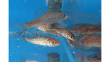 Load image into Gallery viewer, Red-tailed Golden Mahseer (Tor yingjiangensis)
