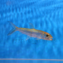 Load image into Gallery viewer, Vittatus African Tiger Fish (Hydrocynus vittatus)
