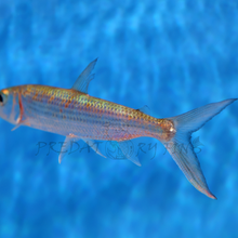 Load image into Gallery viewer, Vittatus African Tiger Fish (Hydrocynus vittatus)
