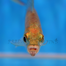 Load image into Gallery viewer, Vittatus African Tiger Fish (Hydrocynus vittatus)
