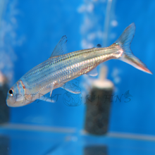 Load image into Gallery viewer, Vittatus African Tiger Fish (Hydrocynus vittatus)
