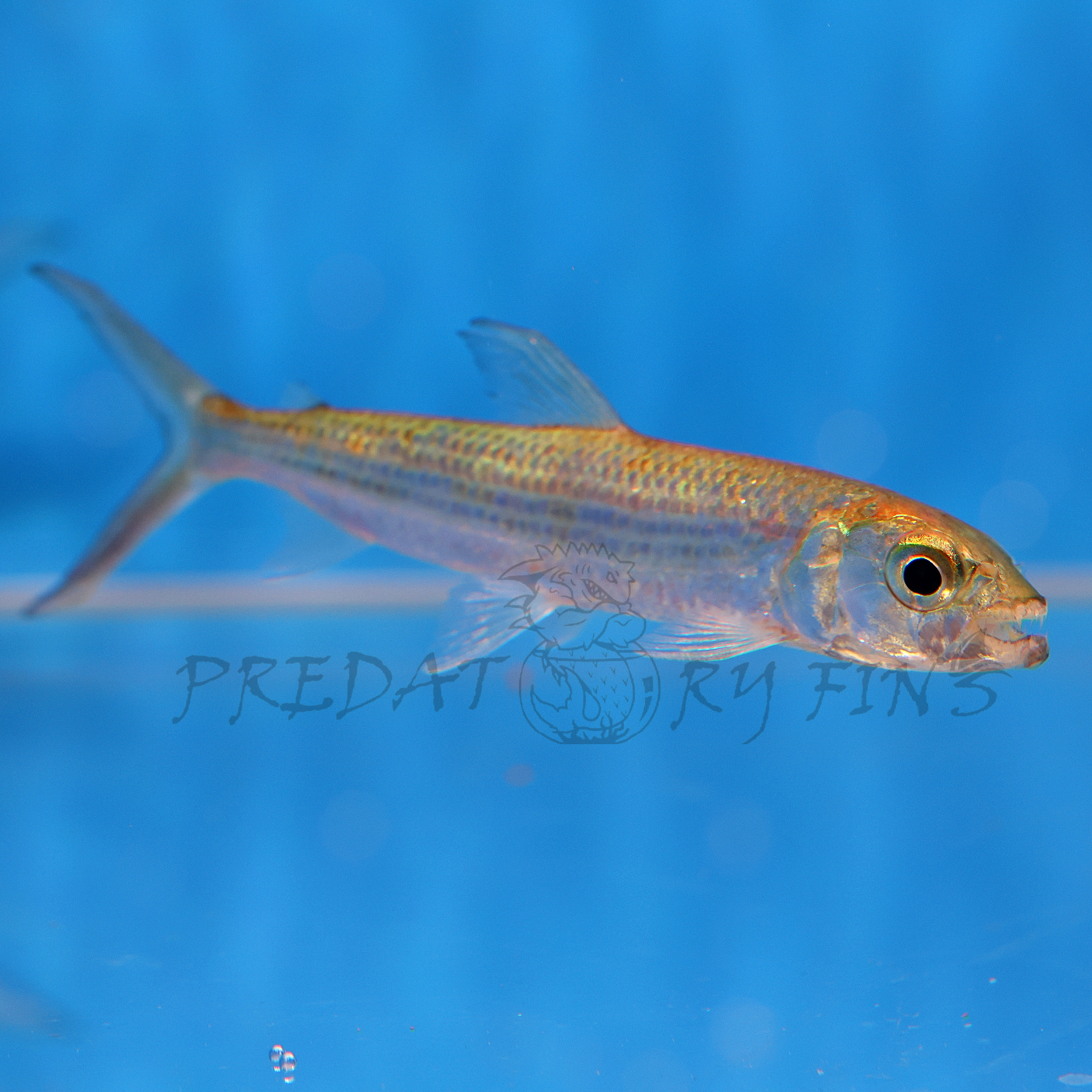 Vittatus African Tiger Fish (Hydrocynus vittatus)