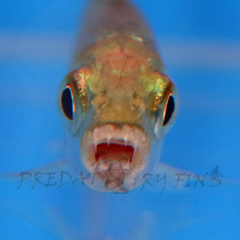 Load image into Gallery viewer, Vittatus African Tiger Fish (Hydrocynus vittatus)
