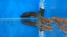 Load image into Gallery viewer, Weeksii Bichir (Polypterus weeksii)
