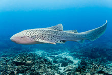 Load image into Gallery viewer, Zebra Shark (Stegostoma fasciatum)
