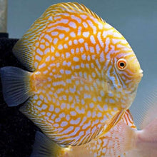 Load image into Gallery viewer, Golden / Yellow Checkerboard Pigeon Discus (Symphysodon aequifasciatus)
