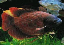 Load image into Gallery viewer, Giant Ruby Red Gourami (Osphronemus septemfasciatus sp)
