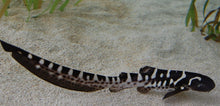 Load image into Gallery viewer, Zebra Shark (Stegostoma fasciatum)
