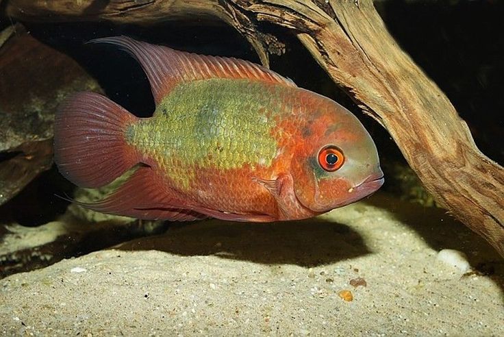 Emerald cichlid (Hypselecara temporalis)