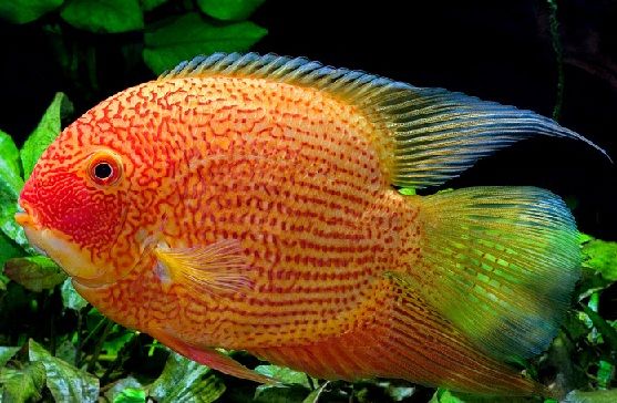 Super Red Severum (Heros severus)