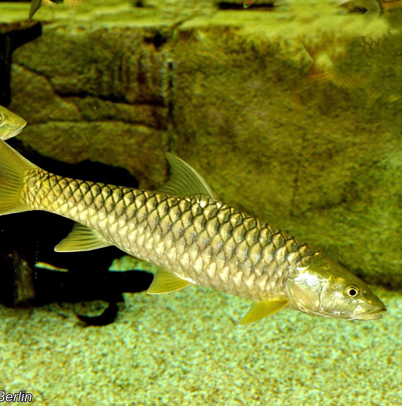 Golden Mahseer (Tor putitora)