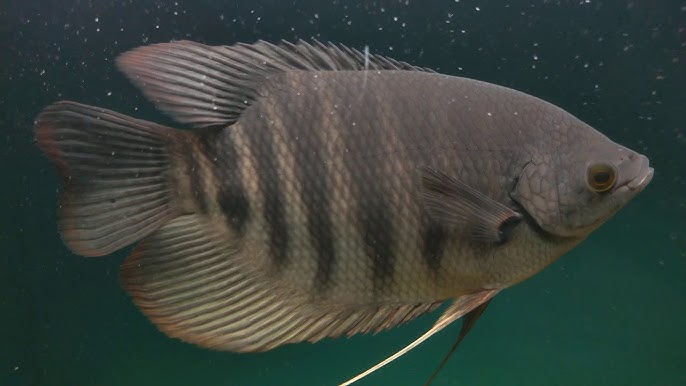 Giant Red Kaloi Gourami (Osphronemus septemfasciatus)