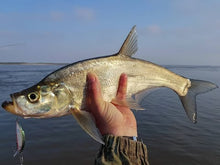 Load image into Gallery viewer, Predatory Carp (Chanodichthys erythropterus)
