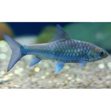 Load image into Gallery viewer, Thai Blue Mahseer (Neolissochilus stracheyi)
