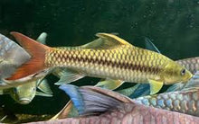 Load image into Gallery viewer, Red-tailed Golden Mahseer (Tor yingjiangensis)
