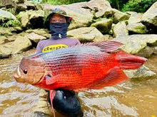 Load image into Gallery viewer, Giant Red Kaloi Gourami (Osphronemus septemfasciatus)
