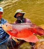 Load image into Gallery viewer, Giant Red Kaloi Gourami (Osphronemus septemfasciatus)
