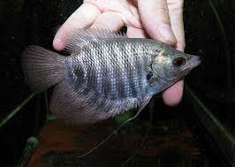 Giant Red Kaloi Gourami (Osphronemus septemfasciatus)