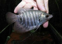 Load image into Gallery viewer, Giant Red Kaloi Gourami (Osphronemus septemfasciatus)
