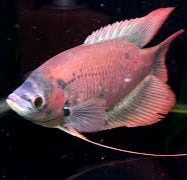 Load image into Gallery viewer, Giant Ruby Red Gourami (Osphronemus septemfasciatus sp)
