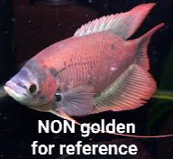 Load image into Gallery viewer, Giant Golden Ruby Red Gourami (Osphronemus septemfasciatus sp)
