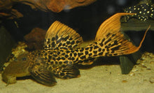 Load image into Gallery viewer, L273 Titanic Pleco (Pseudacanthicus sp)
