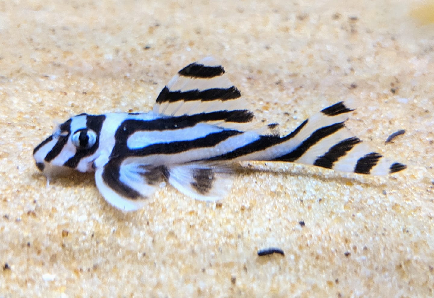 L046 Zebra Pleco (Hypancistrus zebra)