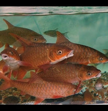 Load image into Gallery viewer, Red Mahseer (Tor sinensis)
