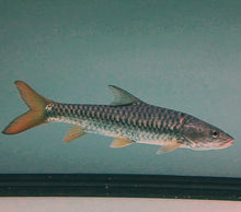 Load image into Gallery viewer, Red-tailed Golden Mahseer (Tor yingjiangensis)
