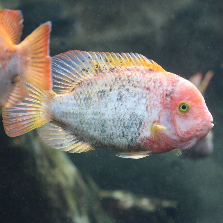 Fenestratus Cichlid (Vieja fenestratus)