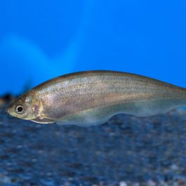 African Knifefish (Xenomystus nigri)