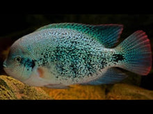 Load image into Gallery viewer, Fenestratus Cichlid (Vieja fenestratus)
