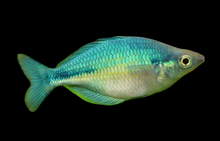 Load image into Gallery viewer, Blue Turquoise Rainbow (Melanotaenia lacustris)
