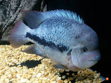 Load image into Gallery viewer, Fenestratus Cichlid (Vieja fenestratus)
