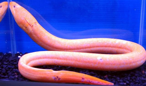 Asian Swamp Eel (Monopterus albus)