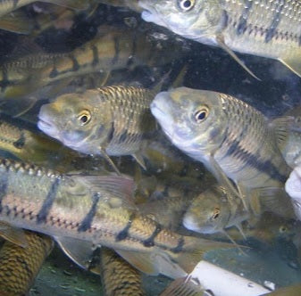 Red Fin Torpedo Barb (Acrossocheilus fasciatus)