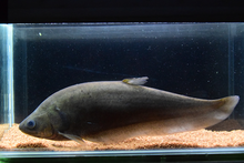 Load image into Gallery viewer, African Knifefish (Xenomystus nigri)
