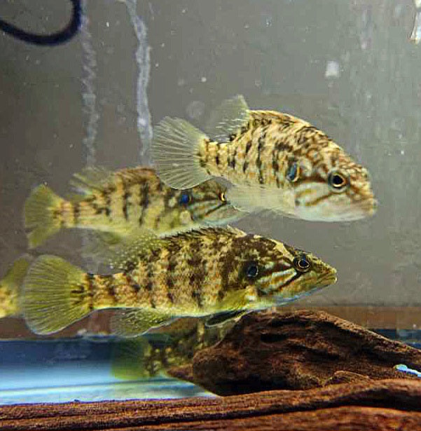 Whiteheadi Chinese Perch (Siniperca whiteheadi)