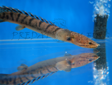 Load image into Gallery viewer, Weeksii Bichir (Polypterus weeksii)
