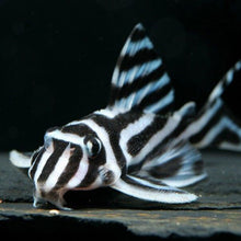 Load image into Gallery viewer, L046 Zebra Pleco (Hypancistrus zebra)
