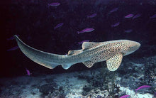 Load image into Gallery viewer, Zebra Shark (Stegostoma fasciatum)
