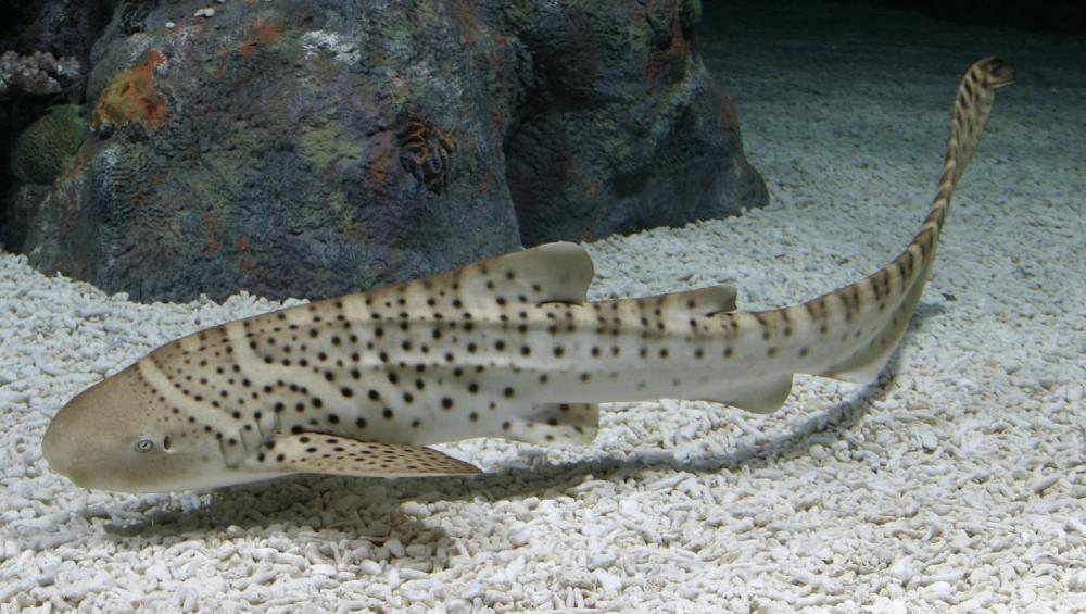 Zebra Shark (Stegostoma fasciatum)