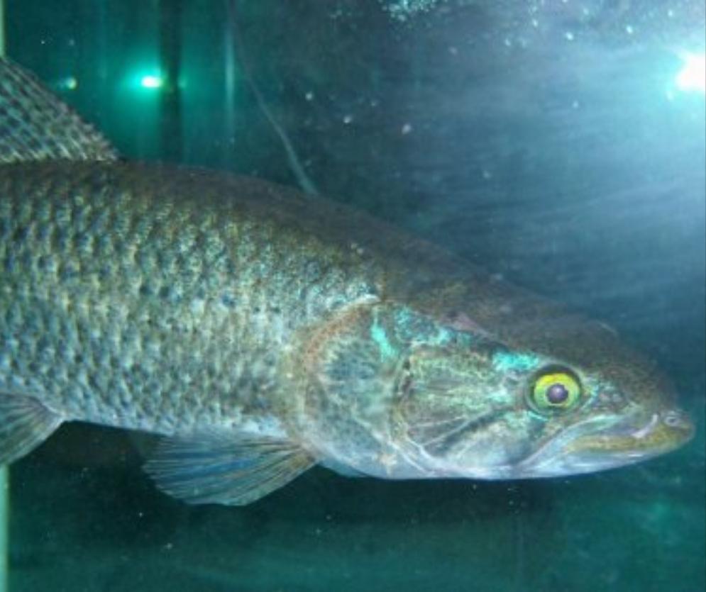 Blue / Green Wolf Fish (Hoplias lacerdae)