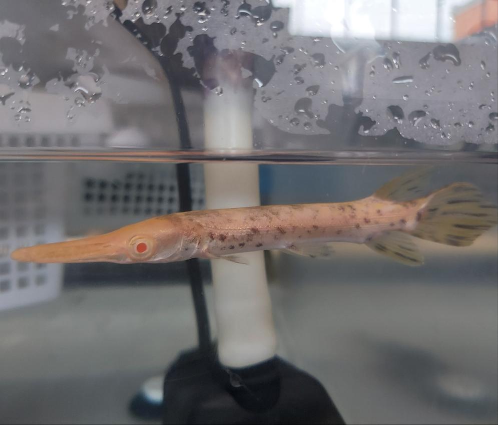 Golden Marble Alligator Gar (Atractosteus spatula)