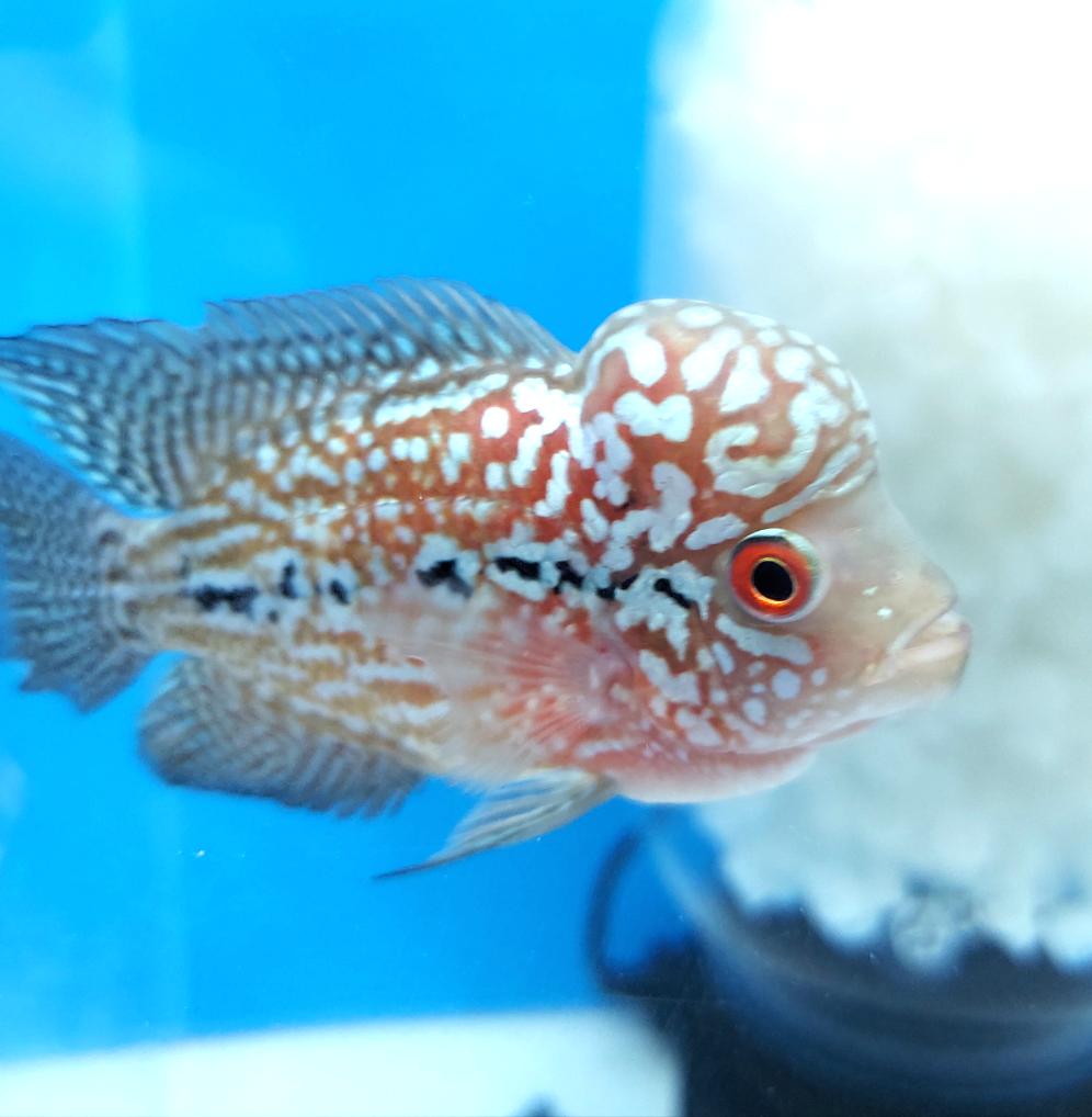 Kamfa Flowerhorn Cichlid (Cichlasoma sp)