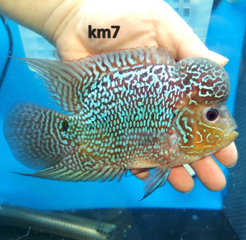 Kamfa Flowerhorn Cichlid (Cichlasoma sp) – Predatory Fins