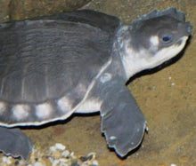 Load image into Gallery viewer, Fly River Turtle (Carettochelys insculpta)
