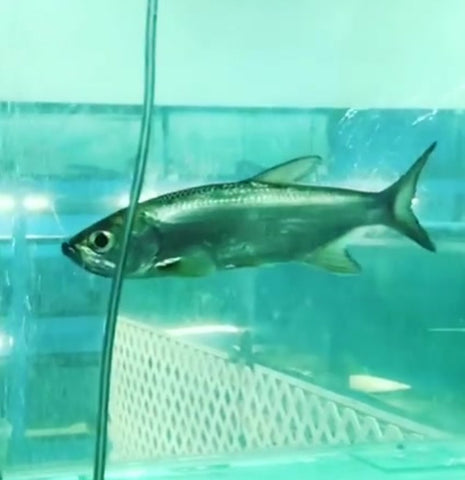 Indo Pacific Tarpon (Megalops cyprinoides) – Predatory Fins